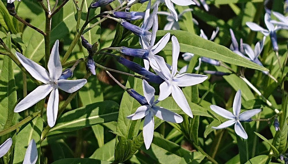 星型の淡いブルーの花　　初夏の庭や花壇に爽やかさをもたらしてくれる「チョウジソウ」が咲いていました　丈夫で育てやすく環境さえよければ植えっぱなしでも毎年開花し　どんどんと大きな株に生長していくそうです　開花期間は短いのですが和風にも洋風にも会う花ではないでしょうか　先日アップした「オオアマナ」と似ていますが花びらが5枚と６枚の違いがあり　おしべが全く違いますがどちらも初夏の花なんでしょうか