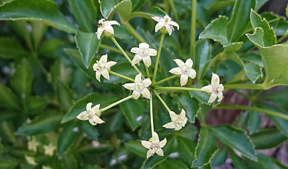 ウコギの花を初めてまじまじと見ました 花火のように広がり星形の小さな花が付いています　ウコギと聞くと上杉鷹山公思いだします　鷹山公がかて物として広め今でも米沢市内では垣根として植えられています　妻が米沢市生まれなのでわが家でも植えておりました　ウコギの新芽ｈお浸し、あえ物、ウコギご飯と食べましたが独特の苦みが何とも言えませんでした　ビタミンやカルシウムが豊富で栄養価の高い植物ですが伸びてくる枝にトゲがありその始末に四苦八苦し全て倒してしまいました　我が家には一株もありません