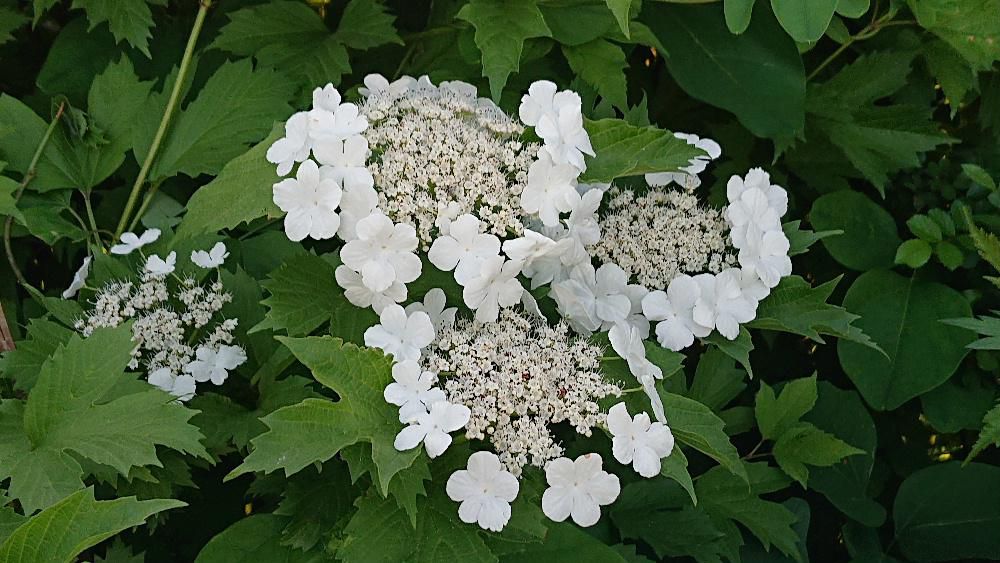 ガクアジサイのような白い花が荒れ地に咲いていました「カンボク」でしょうか　中心部に小さな両性花が多数付き周りには２～３センチの白い装飾花が付き５裂しています　山の中の林の中で生長する木ですが田んぼのそばの荒れ地の中でみつけました　基盤整備がなされていますので山の土が盛り土された場所にまぎれて生長したのでしょうか　秋には赤い実がなります