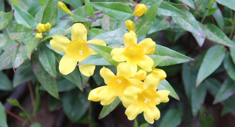 ラティスにつるを絡ませて咲いている「カロライナジャスミン」は20数年前に植えたものですが今も花を楽しませてもらっています 生育が旺盛でどんどんとつるを伸ばしほっておくと上に伸びていき手に負えなくなるので時々つるを切っています 春から夏にかけて咲く鮮やかな黄色の花からはかすかにジャスミンの香りが漂ってきます 常緑ですが植物全体が有毒で気を付けなければならない植物です