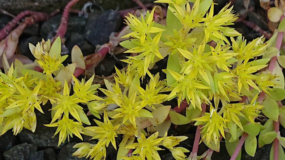 とある家の北側の軒下に黄色の花を付けた「ツルマンネングサ」がたくさん生えていました　繁殖力が旺盛で地を這うように次々と増えていきます　ちぎれた茎一枚でも発根するといいます　花をつける茎が立ち上がり黄色の花を咲かせるのだそうです　雑草ですが取ってしまうのがもったいないような一面の黄色のじゅうたんのように咲いています