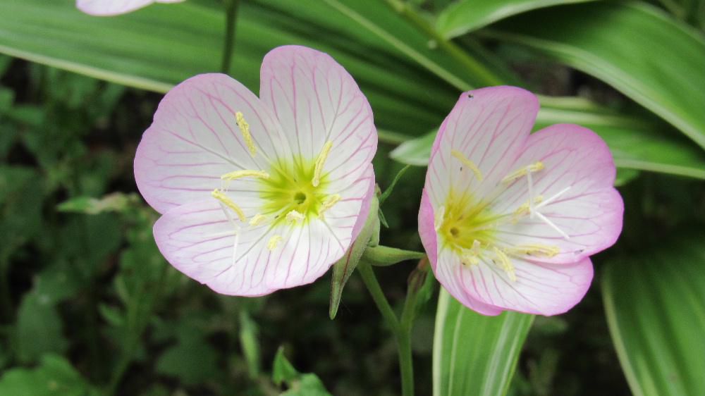 ピンクの４枚の花弁がカップ状に開いてとてもかわいらしい「ヒルザキツキミソウ」が雨の上がった曇り空の下で咲いています　中心のめしべが長くのび、開花期の長い花です　なんと花言葉は「物言わぬ恋」とか「自由な心」と図鑑に書いていますがかわいい花にピッタリの花言葉のようです 　月見草とは夜に花を咲かせる植物のことだろうと思いますが　ヒルザキツキミソウなどのマツヨイグサの仲間は夕方から夜にかけて咲くものが多く誤って月見草と呼ばれるようになりマツヨイグサの仲間であるこの草花にも「ツキミソウ」の名がつき　実際には昼に花が咲くため「ヒルザキツキミソウ」という矛盾した名前がついたようです
