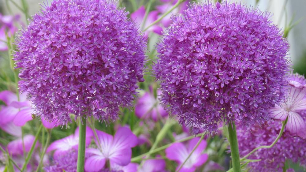 ネギの仲間で和名で花葱（はなねぎ）とも呼ばれている「アリウム・ギガンチウム」を散歩中に見つけました 紫色のボールのような花を咲かせていました　小さな花が集まってボール状となり少しずつ開花していきます　そのために花もちもよく切り花用にも使われているそうです　花といいながら丸いボールで庭を明るくユーモラスな雰囲気にしてくれているようです
