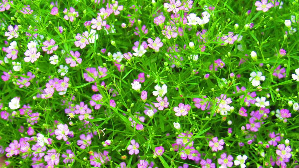 私の好きな花の一つで毎年玄関先のフェンスに吊り下げのプランターに植えてある「カスミソウ」が今年も白とピンクの小さな花を咲かせています　プランターや花壇にこぼれた種がいたるところで芽を出し花を咲かせています　夏から秋にかけて爽やかさを届けてくれる花の一つです