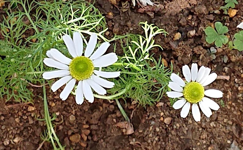 マーガレットを小さくしたような直径２～３センチの花がを茎の先端に咲かせています　いただいたバラの鉢植えにこぼれた種が芽ヲ出しそのまま大きくなりまぎれて咲いている小さな花です　「カモミール」でしょうか　葉はコスモスのような形をしており小さな初夏に白いコスモスが咲いたようです
