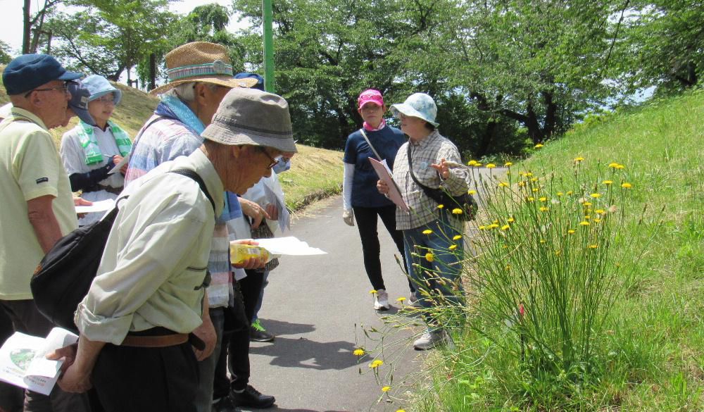 烏帽子山千本桜保存会が主催する烏帽子山公園の初夏の観察会に参加してきました　公園の手入れ作業が終わっておりきれいに刈り取られたしまい観察する植物があまりなかったのですがそれでも様々な草花が咲いていました　あまり暑くもなく初夏の森林浴を緑のシャワーを浴びてきました　近いうちに写真に収めた花々をご紹介します　