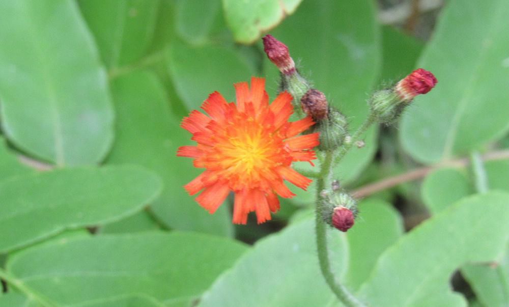 烏帽子山公園の草花観察会で今まで気づかずにいたオレンジ色の「コウリンタンポポ」の花を教えてもらいました　名前も初めて聞きましたし花も気づかずにおりました　コウリンは「紅輪」と書き濃い赤橙色の花びらが輪状に並ぶ様子を表しています「コウリンタンポポ」は見た目はきれいですが繁殖力の強い外来植物で　生態系被害防止外来種リストに指定されているそうです　でも私の周りではまだあまりみることがありません