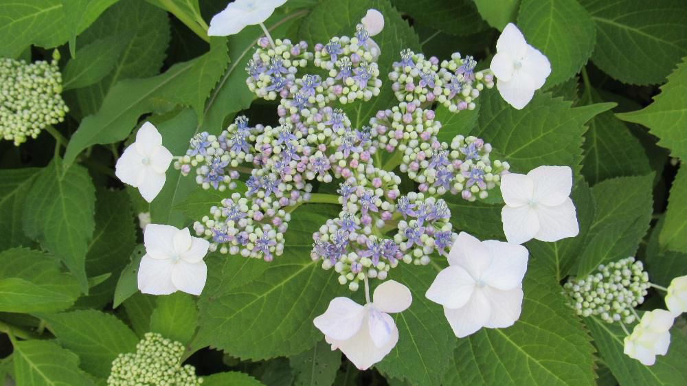 一昨日に梅雨入りし昨日も一日雨が降っていました　梅雨の季節の花といえばアジサイで　庭の「ガクアジサイ」もようやく咲き始めました　アジサイの花のように見える部分はガクが変化した装飾花とよばれるもので白や薄紫色の小さな粒々の中央部が花だそうで色のついた米粒ようできれいです　花序の周りに額縁のように装飾花が位置することが名前の由来だそうです　我が家の「ガクアジサイ」は職場の同僚から還暦の時にいただいた鉢植えでその後地植えしたものです　花には一つひとつ思い出があり花が咲き始めるとその時を思い出します
