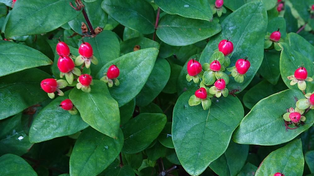 春鮮やかな黄色の花を咲かせる「キンシバイ」の実が鮮やかな赤い実をつけています　近づいてみるとサクランボのような赤い実が可愛いです　あんなにきれいな黄色の花が真っ赤な実をつけていることの不思議さ　命のつながりを思わずにはいられません
