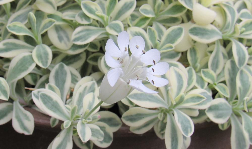 白い縁取りのされた葉っぱ　花の下部が袋のように膨らんでいる白い花が咲いています　花の形から別名「袋撫子」と呼ばれてます　あまり大きくはなく花も葉っぱも白く　緑が濃いこの季節にはひときわ目立つように咲いています　１ｃｍほどの小さな花ですが見ているだけで心を穏やかにさせてくれるような気がします　
