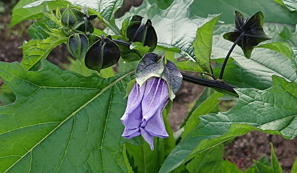 散歩の途中でナスに似た花で黒っぽいホオズキのような形の実をつけたあまり見慣れない植物をみつけました　調べてみると「黒ほおずき」で「ニカンドラ」と呼ばれるペルーやチリ原産の一年草のナス科の植物のようです　淡い紫色の花が開花し黒い萼片につつまれた果実を多数実らせるそうです　アップした写真にも見ることができます　初めて見た花です