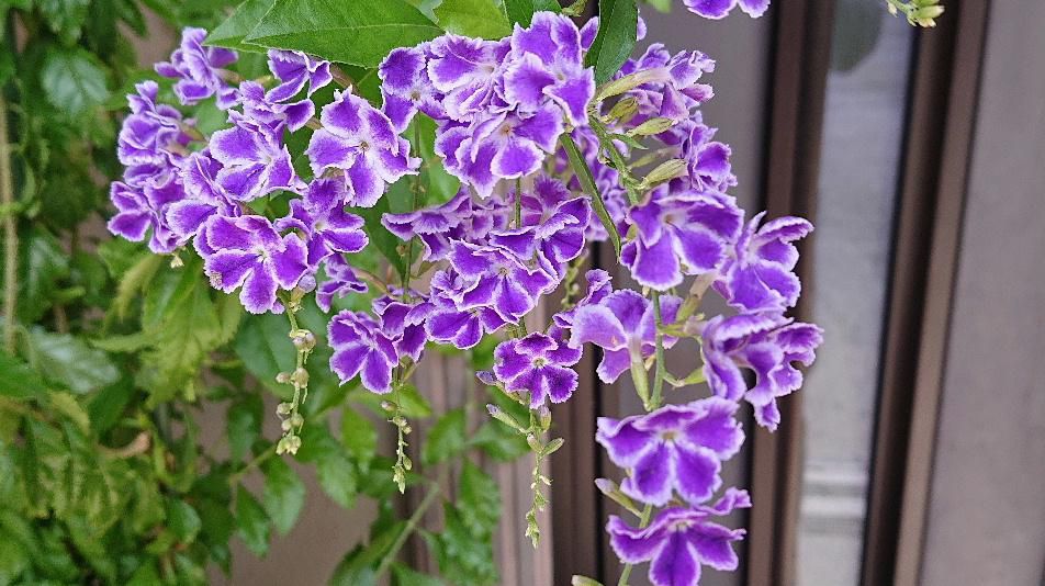 今日も朝から雨が降っています　先日知人宅に書類を届けにお伺いしたところ玄関先鮮やかな紫色の珍しい花を見せていただきました　綺麗に咲かせているのに見どれてにあいにく留守でしたが盗み撮りをしてしまいました　調べてみると「デュランタ」という熱帯花木だそうです　花は小花が集まって房状に建て下がって咲いたいます　人気の花木で夏の鉢物としてよく出回っているそうです　丈夫で開花期間が長く霜に充てなければ戸外でも冬越しするそうです　植えてみたい気もしますが無理でしょうね　それにしても知人宅ではどのように管理しているのか聞いてみたいと思います