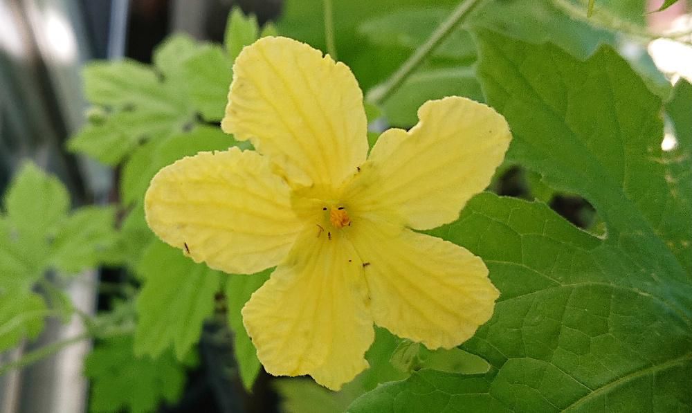 昨日は夏真っ盛りのような暑さでいよいよ夏本番の季節を迎えました　夏の野菜「ゴーヤ」が我が家の庭にも咲きました　「セイヨウアサガオ」の棚に初めてゴーヤを一本だけ植えてみました　我が家の「ゴーヤ」で好物の「ゴーヤチャンプルー」を今年は食べられるでしょうか　何とも言えない苦みのゴーヤを楽しみに待ちます