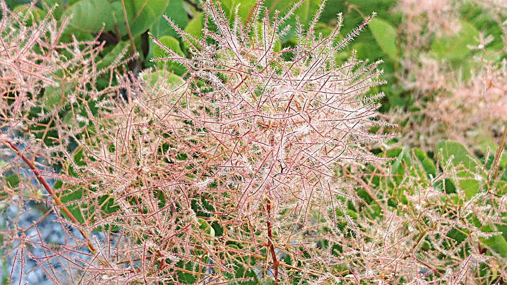 ふわふわと綿がついているような木に出会いました 花の後に花柄が糸状に伸びて、全体がふわふわした羽毛状になり煙のようにみえることから「スモークツリー」と名前がついたのでしょうか 雌雄異株で煙が楽しめるのは雌木でだということです 赤っぽいものだけでなく白っぽいものもあるそうです