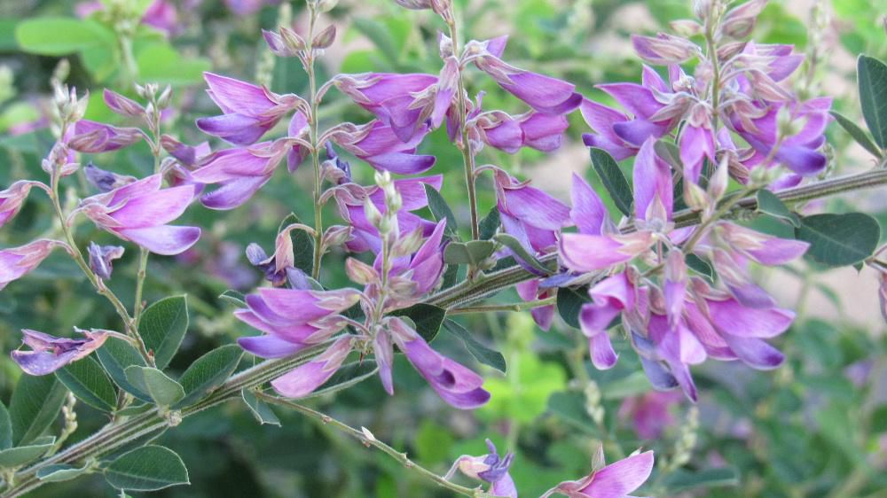 「ハギ」といえば秋を告げる花木ですがもう咲いていました 万葉集では多くの人に詠われ１４２首に登場するそうです　蝶に似た形の赤紫色や白い小さな花でどこにでも見ることができる花です「萩（ハギ）」の語源は「生（は）え女（き）」だとする説があるそうです　その意味するところは毎年　春に必ず芽が生えてくることからきているとか　でも「ハギ」が咲くのはまだ早いですね