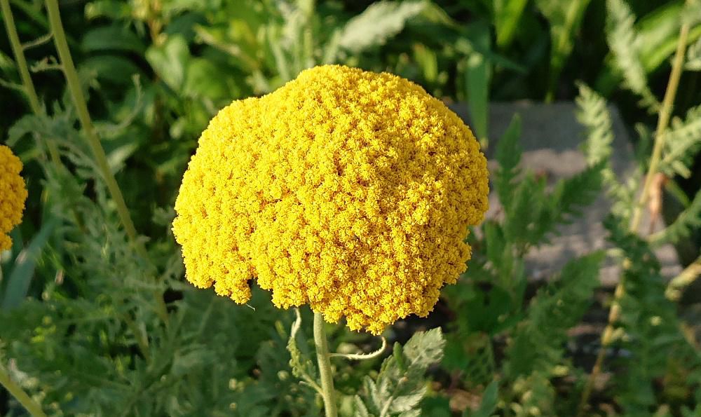 ふんわりとした黄色のお菓子のような「キバナノコギリソウ」が咲いていました　暑さにも寒さにも強い植物で鮮やかな黄色の花は他の植物と組み合わせて美しいコントラストを見せてくれそうです　花言葉は「戦い」と「勇気」で勇気や励ましを伝えたいとき  または戦いに勝つための象徴として　この花を贈ることがことがよくあり　卒業式やスポーツイベントなど重要な節目でも人気があるそうです