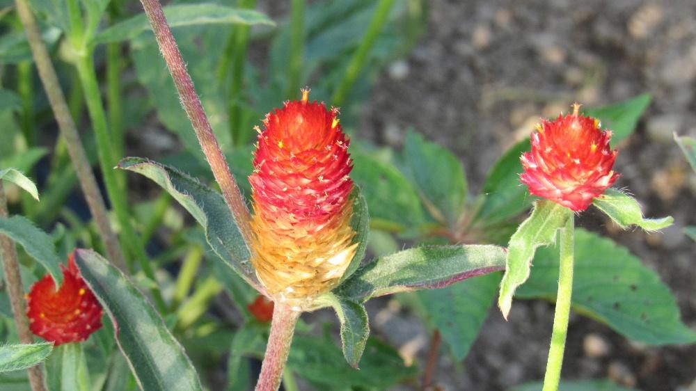 「センニチコウ」別名「千日草」が花壇一面に咲いていました　夏の暑さや乾燥にも比較的強く栽培しやすい草花だそうです　見ている部分は苞で　紅 白 紫 朱色 樺色 ピンクと多様な色の花が暑い夏の花壇を彩ってくれるようです　特に朱色は鮮やかです　花壇に隙間があれば植えて暑い夏も花を楽しめそうです　でもどんな花でも一面に群生しているのがきれいですねえ