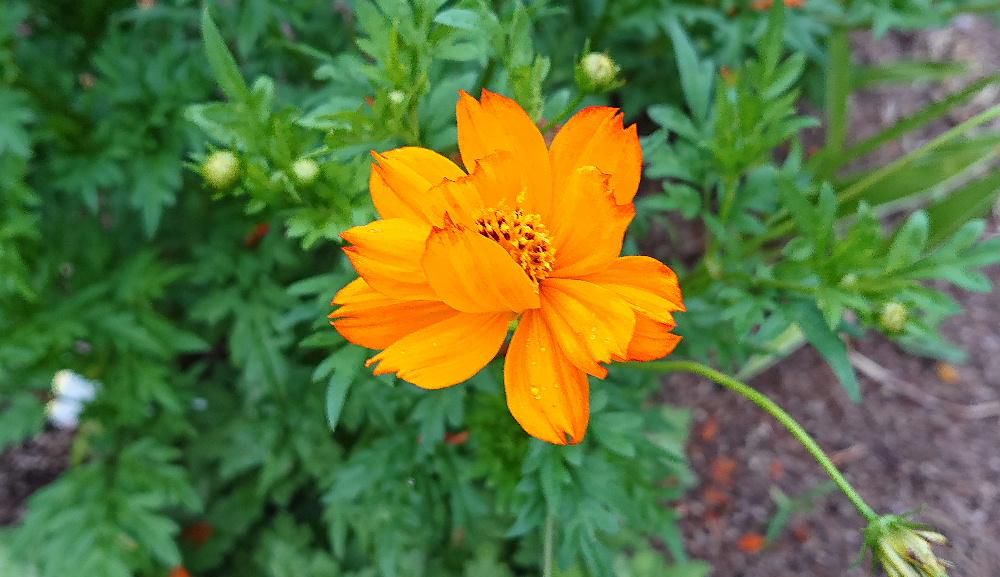 まだ8月に入ったばかりですが秋の花「キバナコスモス」が咲いています　ピンクや白いコスモスもありますが私は「キバナコスモス」が好きです　昨年種をもらって花壇に蒔きましたが残念ながら芽をだしてくれずに我が家の花壇を彩ってくれませんでした　一面に咲くコスモスの花をみるのが楽しみですがどこにいけばみれるかなあ