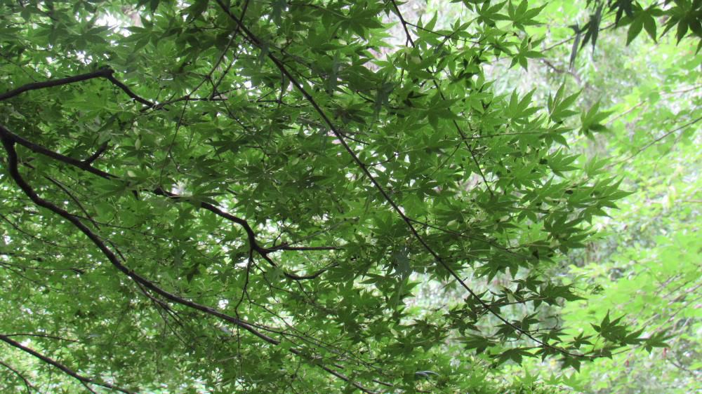 暑い日差しを受けてモミジの葉が緑に輝いていました セミの鳴き声も聞こえてひと夏の終わりを告げるような風景です 暑いと言いながらいつの間にか朝晩はすっかり涼しくなりました 夏の風景探しに歩いていると まだ青く小さい「クリ」や 実るにはまだ早いイチジクの実を見つけました 夏の色の緑から間もなく秋色に変わっていきます