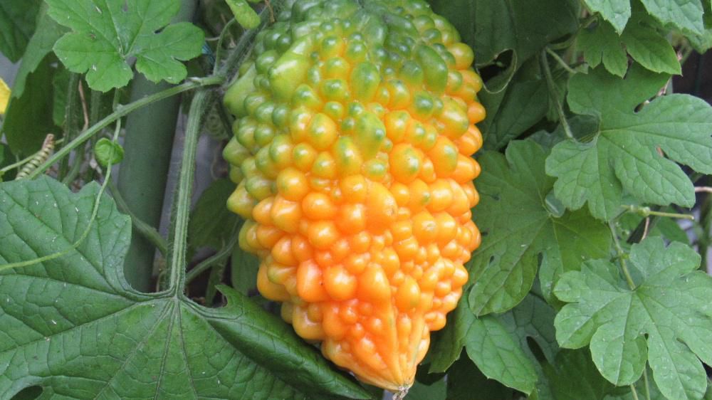見つけ残した黄色の「熟れたゴーヤ」を取りました　食べられるどうか調べたところ腐っていなければ食べられるとのことで切ってみると真っ赤な種がでてきました　緑色のゴーヤは白いワタに包まれているので驚いてしましました　なめてみると少し甘みがあり沖縄ではデザートやおやつとして食べることもあるそうです　熟したゴーヤを食べてみましたが　苦みが和らぎほんのりとした甘みがありシャキシャキとした食感がありませんでした　一味ありました