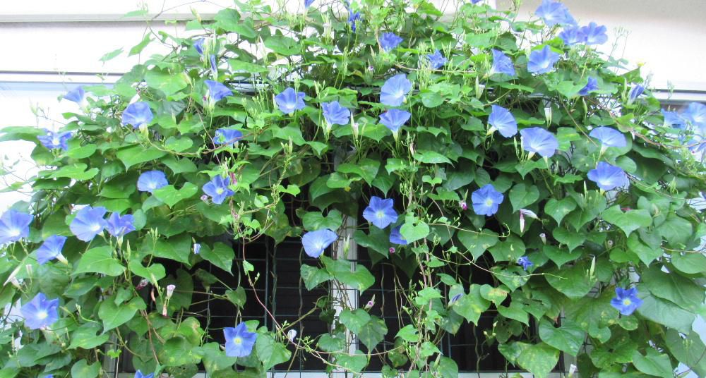 ８月３日に１輪だけ咲いた「セイヨウアサガオ」が今朝は６０個を超える花が咲きました　南側にグリーンカーテンにと毎年植えていますが窓辺が薄暗くなるほど葉が茂り涼しげに窓辺を飾ってくれています　次々と青い花を咲かせて暑い夏の清涼剤のようです　たくさん種をつけていますので採種して来年も咲かせたいです　普通のアサガオよりも遅くまで咲いていますのでもう少し楽しめそうです