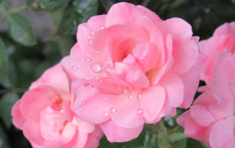 全国各地で大雨の被害が報道され南陽市も昨日は強い雨がふりました　今朝の雨上がりの庭に「四季咲きバラ」が咲いています　花も小さく数も多くはありませんが庭を彩ってくれています　暑い夏には葉を落とし枯れたのではと心配なほどでしたが涼しくなりようやく元気を取り戻しています植え替えや剪定などの作業もありますが我が家のバラはほったらかしいに近い状態です　蕾もついていますのでもう少し楽しめそうです