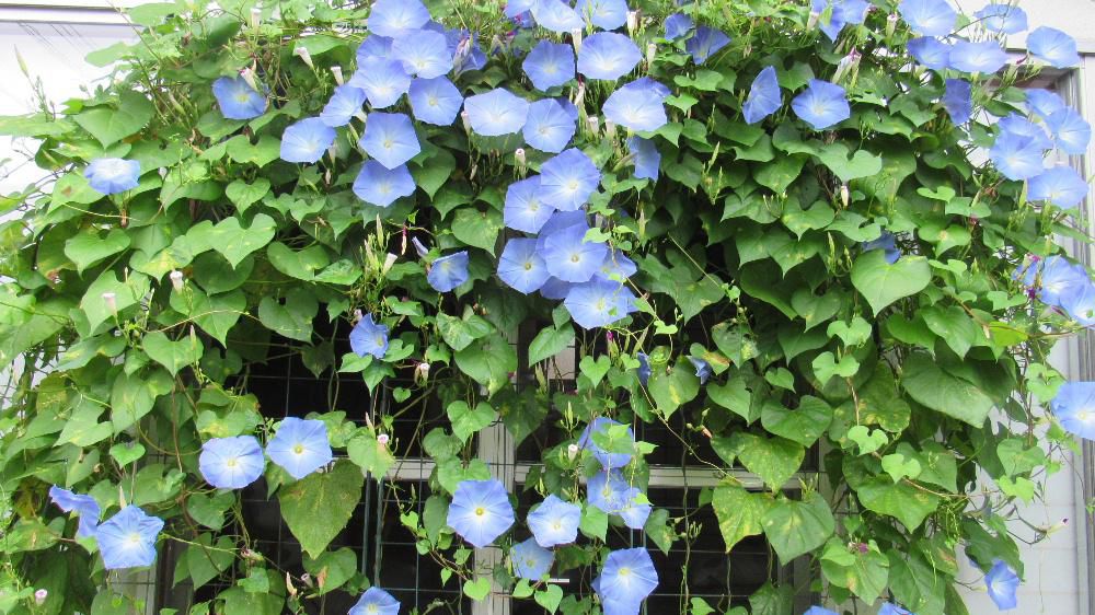 窓辺に植えている「セイヨウアサガオ」が一面に咲いています　小学生のように咲いている花を数えましたがなんと１００個を超える花が咲いています　近所の草花の好きな方が写真を撮らせてください写真を撮っていきました　アサガオといえば夏の花ですが「セイヨウアサガオ」は秋の中頃まで楽しませてくれる花です