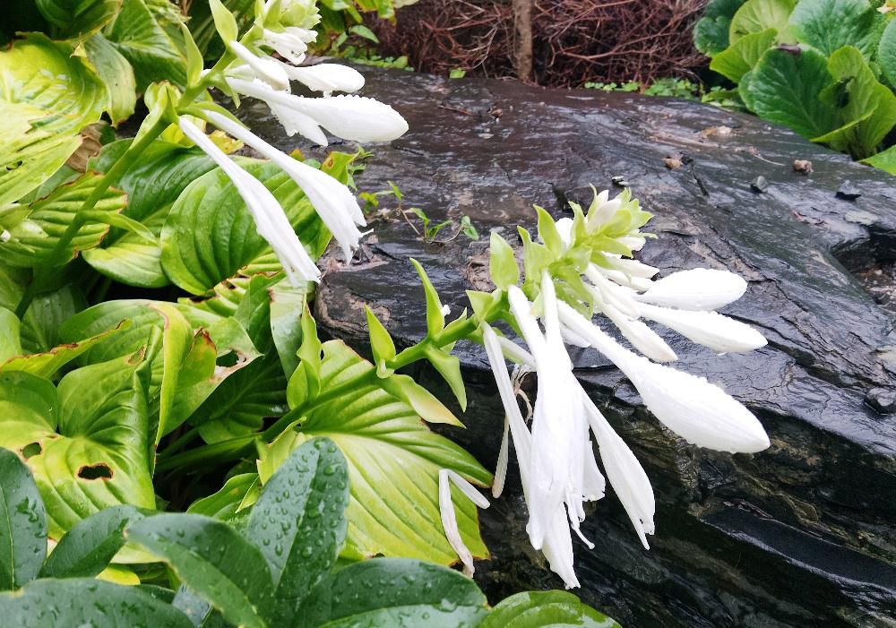 知人の庭に雨に濡れた真っ白なギボウシが咲いていました 芳香性のギボウシで「香りギボウシ」とも呼ばれていると知人は語っています 香りがあり咲いている花は真っ白な雪のような花です オオバギボウシの花言葉としてよく挙げられるのは 静寂 落ちつき 沈静 変わらない思いと白い花にピッタリの花言葉です