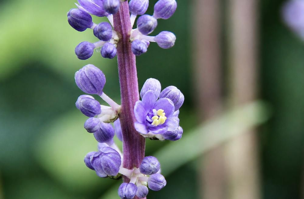 ようやく雨が上がり晴れてきました「ヤブラン」の紫色の小さな花がブドウの房のように輝いていますが所々に５ミリほどのかわいい花が咲きブローチになりそうな形をしています　でも実際はあまりにも小さすぎます　やぶに生えていてランに似ていることから「ヤブラン」という名前がついたと言われています　秋が進むと黒く光る実がまもなくなります