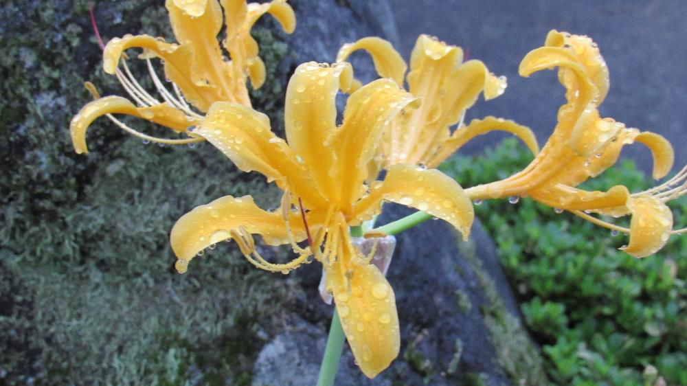 黄色の彼岸花? が雨に打たれて咲いていました 「ショウキスイセン」で花茎だけ長く伸ばして彼岸花に似ていますが黄色で結実させるそうです 花が咲いているときは葉がなく 開花後に厚みのある葉を出すそうですが花が咲き始めの頃には葉がなくなるそうです 最近は雨の降るときが多く散歩もままならず花暦もネタ切れになりました 明日は何の花?