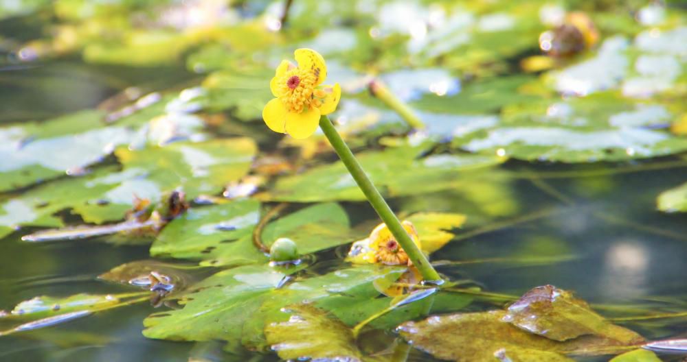 水草の一種で底の泥の中を横に這う地下茎から葉を伸ばし　水面より上に葉を立ち上げ　長い花柄の先に黄色い花を咲かせている「コオホネ」を小さな池に見つけました　コオホネは漢字で書くと「河骨」で名前の由来は底の泥の中を這う白い地下茎が骨のように見えることからついたという説もあります　葉はスイレンやハスに似ていますが 花は黄色で大きな葉の間から太めの茎をのばして水面から先に直径３～５cmほどの花を咲かせます　小さいながらもシンプルでとても美しい花です