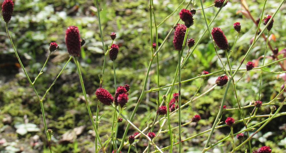 紫色の「ワレモコウ」が咲いていました　地味な花であまり目立たず風に揺れていました　「ワレモコウ」を見つけて　すぎもとまさとの「吾亦紅（われもこう）」という歌を思い出しました　どことなく寂しさを感じさせる歌ですが心に沁みる歌で好きな歌です 歌を聴いているとこの花と歌はどこでつながるのだろうと歌詞をのなぞってしまいます?「ワレモコウ」とい名前は源氏物語にも見える古い名称だそうで　かなり昔からあった植物なんですね　中国の皇帝がこの花の匂いを気に入り「吾も請う」と言ったことに由来するのではといった説もあり面白いです