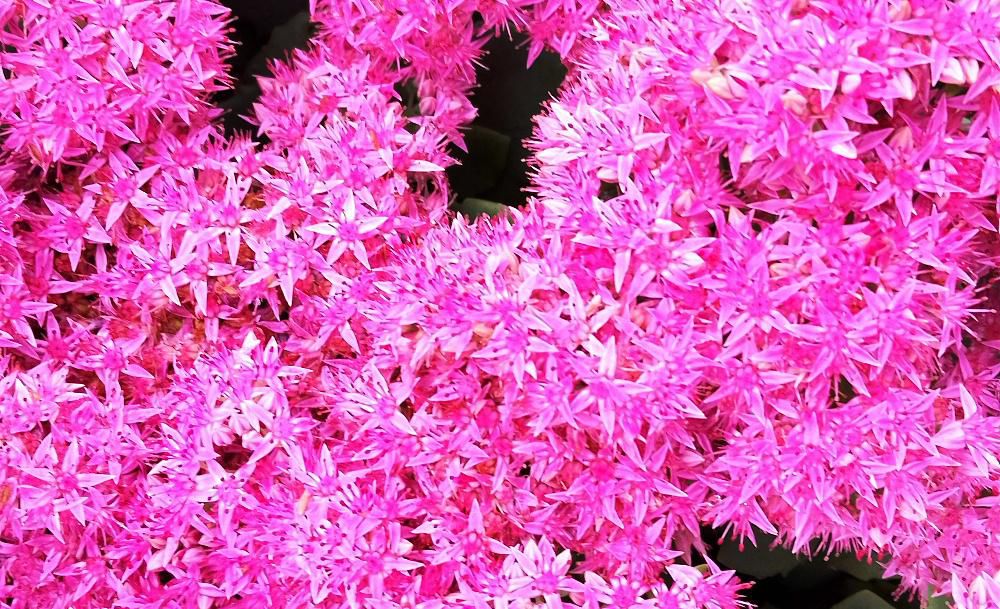 雨上がりの散歩の道沿いの民家の庭で鮮やかなピンクの小さな花の集まった半球型の「ベンケイソウ」を見つけました　ベンケイの名が示すように暑さや乾燥や雨には強い草花ですが　雪には弱いといわれています　和名ベンケイソウは、一説には、生命力が強く、茎葉を捨ててもそこから芽を出すので、武蔵坊弁慶に因んで名付けられたともいわれています　綺麗な花ですが薬用にも効能があるんですね