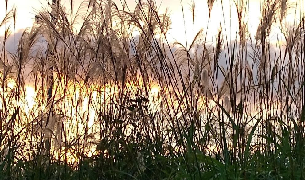 昨日の夕方は久しぶりの夕焼けでした 夕日を受けたススキの穂 散歩の途中での吉野川の土手の工事現場のシェルエット どれもが秋を感じさせる風景となりました 今年は朝日の上る風家や夕焼けを撮る機会があまりありません 秋晴れのさわやかな天候が恋しいです