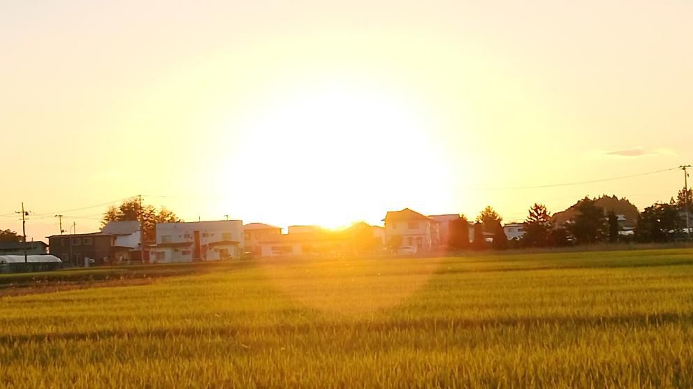 久しぶりの晴天が続き鮮やかな夕焼けを拝むことができました　黄金の田んぼが夕日照らされて一段と輝いてみえました　黄金の国ジパングという言葉を思い浮かばせるような風景に思わずシャッターをきりました　さらに夕日に照らされた東側の山も赤くそまり稲刈りの終わった田んぼには刈り取った稲が杭掛けされて干され秋の風景を描いてくれていました　秋本番の風景です