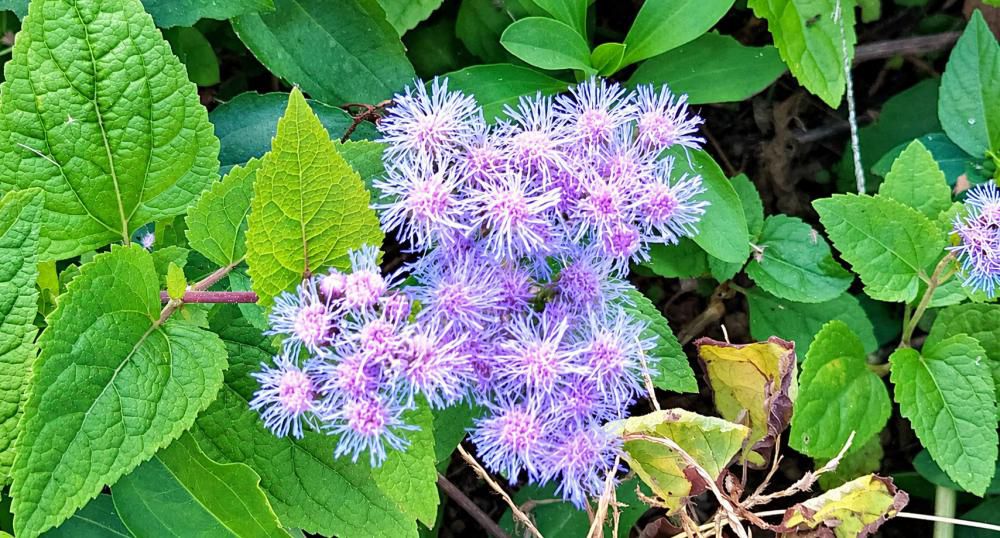 秋の七草に数えられるフジバカマは日本に自生する花です 散歩道の途中の花壇で青色の花を咲かせる「青色フジバカマ」が咲いていました フジバカマは万葉の時代から親しまれてきたそうですが 現在はなかなか自生している姿を見かけなくっているそうです 人気の高い「青色フジバカマ」はフジバカマによく似た繊細な花で涼しげな花をたくさん咲かせてくれる花です 糸のような花はきれいです