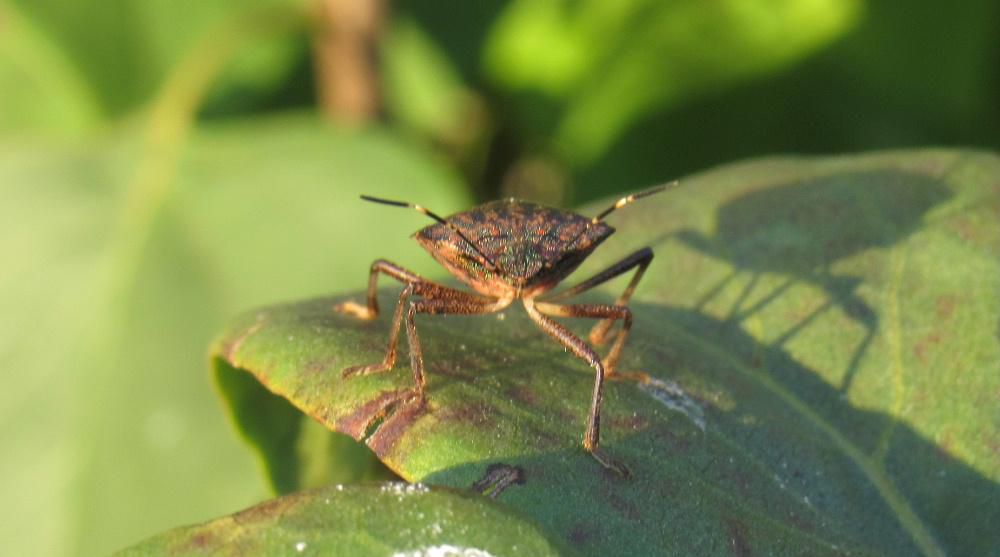 秋晴れの天候とともに「カメムシ」が大発生し田んぼに近い我が家や近所の家々は大騒ぎしています 網戸に多くのカメムシがへばりつき家の中にまで20数匹が入り込んでその捕獲に大わらわでこれまで経験したことがない大発生です あの独特の異臭が家の中を播きちらかすからです 農林水産省も注意報や警報を発令しています 秋の収穫期を迎えた農家が警戒を強めているとのことです 心配事はそれだけではなく「カメムシ」が多い時は大雪になるとか 果たしてどうなるのでしょうか