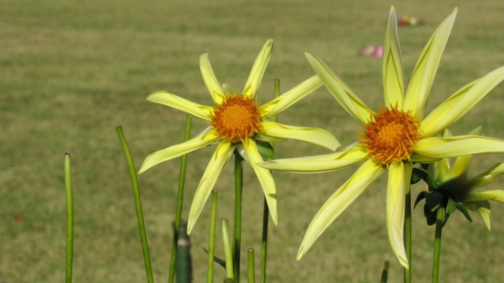 今朝は20度を割る寒い一日のスタートなりました アップする花がありませんので先日訪れたダリア園のダリアを紹介します これが「ダリア」と思われるような花がたくさんありました その中から3つを選んでみました こんなに寒い日でダリアは大丈夫でしょうか