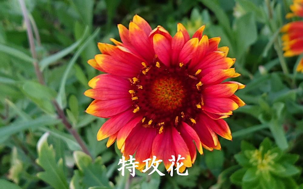 「特攻花」と呼ばれるテンニンギクが今年もいつもの場所で見つけました　初夏から秋にかけて咲く花ですが今年は異常気象のせいでしょうか　特攻花の名前の由来は鹿児島県喜界島に特攻隊の中継基地があり二度と戻らない特攻隊員に、島の女性がテンニンギクの花束を渡したことからついたと言われています　戦後生まれた話で事実を証明する文献等はみつかっていないとのことで　戦後の戦争ファンタジーではないかともいわれています　今南陽８ミリクラブでは「歌でつづるふるさとの戦跡」題する作品を制作中です　その作品で取り上げるエピソードに宮内町（現在の南陽市宮内）の特攻隊員粕川健一少尉を取り上げています　詳しくはまだ紹介できませんが特攻隊というと「特攻花」を思い出します