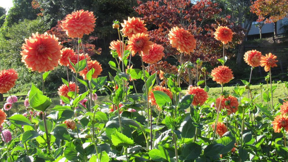 ダリアは一輪でも華のある花ですが群像としても他の植物と共演しても絵になる植物です　今日の花は「ダリア」です　何年も前の話ですが東京のある駅のロビーに　大きなダリアの花束が飾ってありました　「えっ」と驚いてしまいました　こんなところにまで川西町の「ダイア」の花がとどいていることにびっくりし川西町のダリアも全国区になったのかとうれしくなったことを思いだします