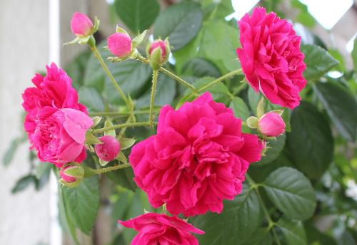 小さな垣根にちっちゃな真っ赤なつるバラが咲いています バラは曇り空の日がいいですね