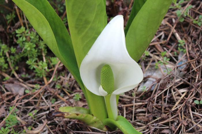 窓を開けると「ミズバショウ」の花が目に飛び込んできます 隣家の川べりに咲いていますが我が家のミズバショウのようです ♪夏が来れば思い出す…で有名な花ですがこの辺では高畠町の隣の七ヶ宿でも見ることができます 葉はまだ小さく花もあまり大きくはないのですが清楚な白い花がいいですね