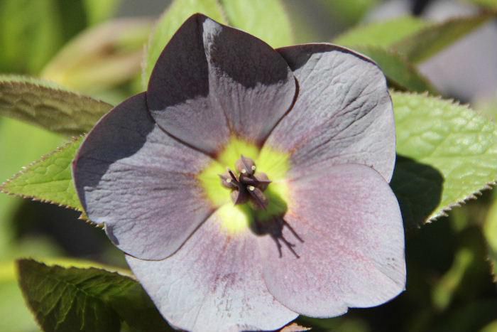 3月26日付けの記事で紅いクリスマスローズを紹介しました 今日はやや黒味がかったクリスマスローズで原産地は多くは欧州西部から中部です 寒さに強く日陰でも育つので、早春の鉢花や花壇の花として人気だそうです 花言葉がスキャンダル・・・?