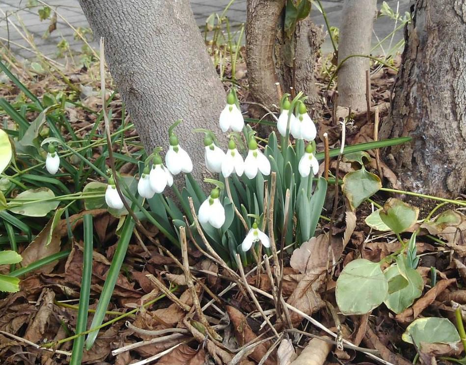 今日は暦の上では二十節気の雨水です 暖かい日となりそうです　ブログの訪問者から「スノードロップの花が咲きましたよう～」とメールが届きました　この花は「待雪草（マツユキソウ）とその仲間を総称して「スノードロップ」と呼ばれています　うつむき気味に咲く白い花はまさに雪がしずくとなったような愛らしい姿の花です　２月から３月に咲く花だそうですが例年この辺りでは雪が消えないと咲かない花ですよね　夏になると球根で休眠します　我が家の「スノードロップ」はまだまだでしょうね