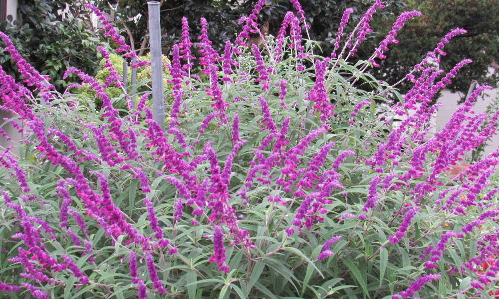 こんもりと咲き誇っている紫色の「アメジストセージ」に散歩中に出会いました ふわふわした紫色の花のように見える部分は花ではなく萼(がく)なんだそうです 萼(がくは短めの毛羽(けば)で覆われています フェルト生地(ベルベット)のような柔らかな手触りです 秋の宝石のようでうまく育てると背丈が150センチ 幅が2m以上に広がることもあるそうです