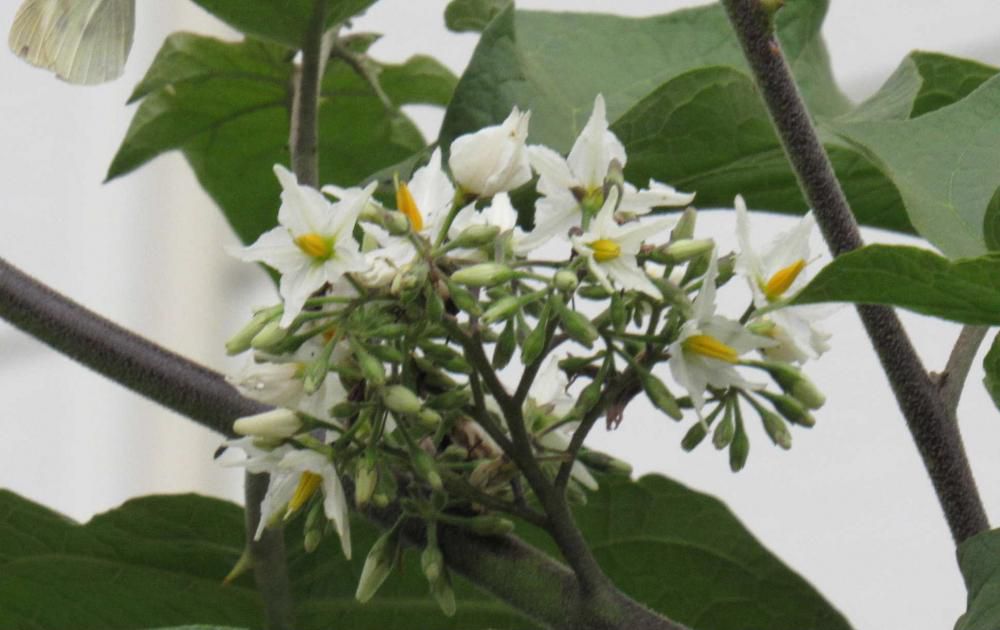 そろそろ茄子の収穫も終わりに近づいて大好きな丸なすも食べ納めの季節になりました 散歩の途中でナスの花に似た花木をみつけました 2メートルはあったでしょうか星形の白い花を咲かせていました 「セイバンナスビ」でしょうか 東南アジアでは野菜として利用されているとか