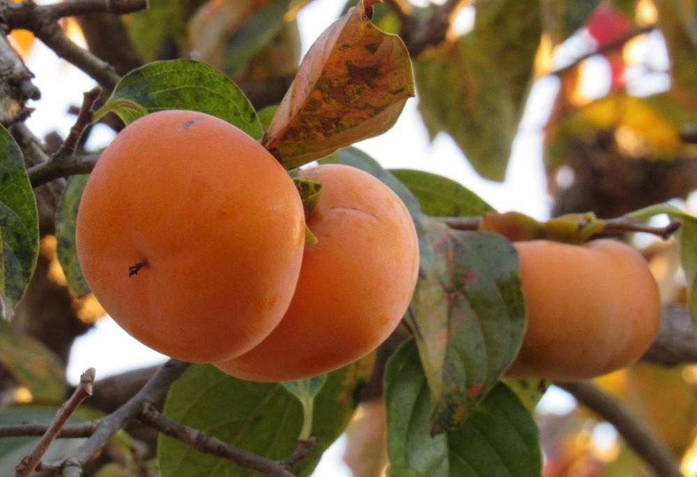 秋の果物の代表格の一つ「カキ」が食べごろを迎えました 今年は猛暑のせいか少し小ぶりだと聞いていますが確かに隣家の「カキ」も例年より小さな感じがします 夕日の照らされた「カキ」を撮りました そろそろ収穫の時期を迎えます 干し柿それとも渋抜きをした柿 あなたはどちらが好きですか