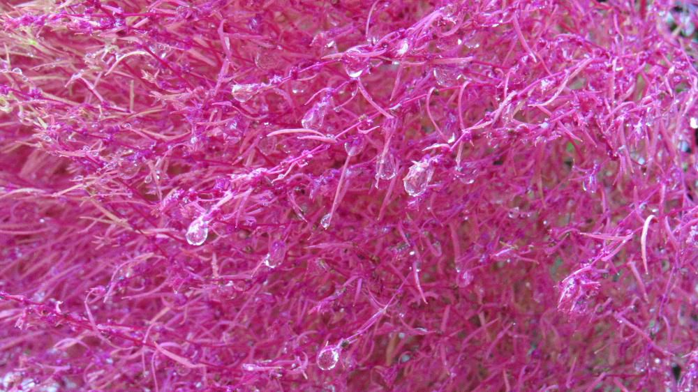 朝から雨が降っています 少し寒く一気に秋から冬に向かっているような気候となりました まだ真っ赤に紅葉していない「コキア」も雨に打たれて寒そうです 今週半ばには真っ赤に紅葉した「コキア」が見れそうです 一雨ごとに秋が深まってきます