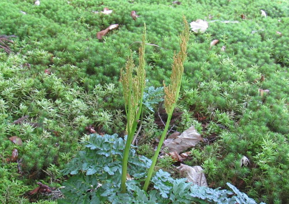 漆山珍蔵寺の庭のコケの中にわらびやスカンポに似たような植物を見つけました 調べたところシダ植物の「フユノハナワラビ」であることを知りました ワラビの名前がついていますがワラビの仲間ではないないようです ゆでて食べることもできるそうです 花のように見える部分は胞子葉でこれが房状で花のように見えることから冬の花蕨の和名がついたとか 初めてみました
