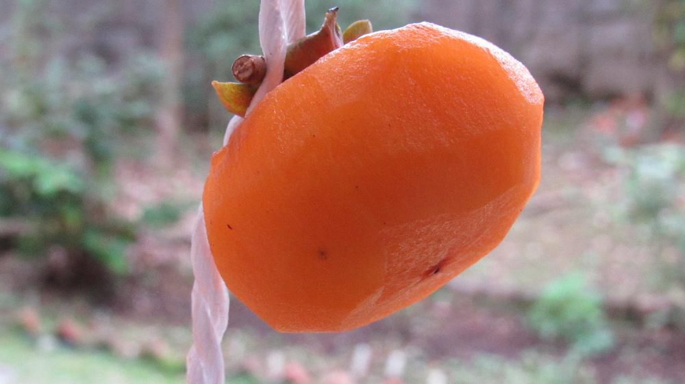 南陽市は今熊で大騒ぎです 地元の赤湯小学校の玄関の硝子戸を破り市役所の職員が骨折し3か月の重傷など大事件となっています 学校も保護者の送り迎えが続いています 隣の家の柿がクマに食べられ熊に襲われてはと収穫したものをいただき干しガキにして軒下につるしました 皮を向くと今にも食べられそうな柿ですがいつ頃たべられるのでしょうか [「干し柿」は秋の風物詩ですが今年は熊騒ぎで特別な柿となりました 早く捕獲されればいいが